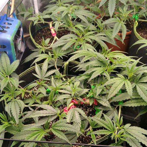 AK-47 growlog timeline photo