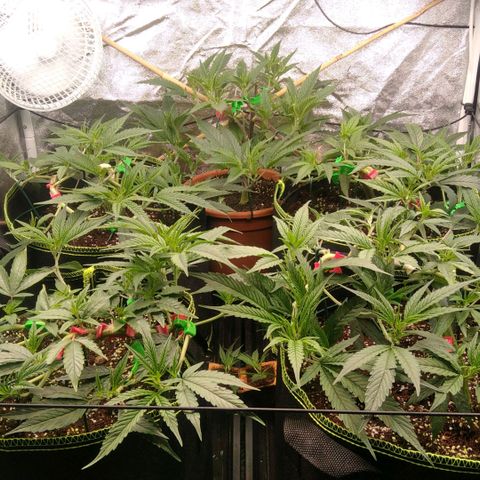 AK-47 growlog timeline photo
