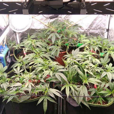 AK-47 growlog timeline photo