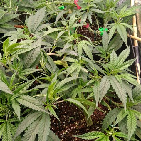 AK-47 growlog timeline photo