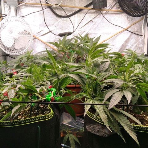 AK-47 growlog timeline photo