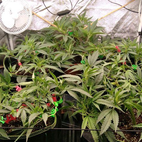 AK-47 growlog timeline photo