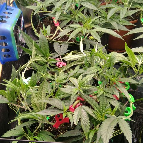 AK-47 growlog timeline photo