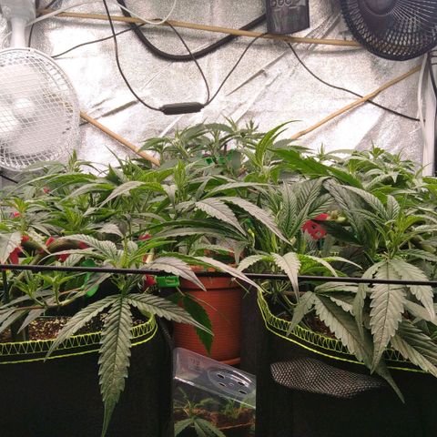 AK-47 growlog timeline photo