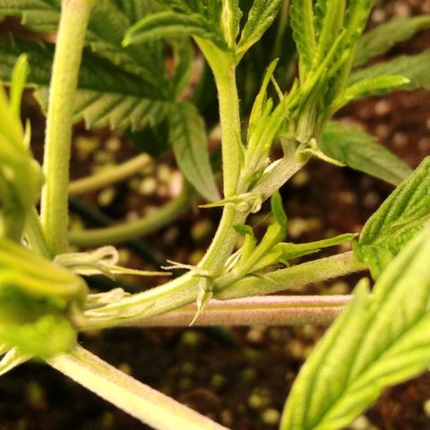 AK-47 growlog timeline photo