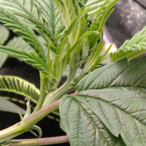 AK-47 growlog timeline photo