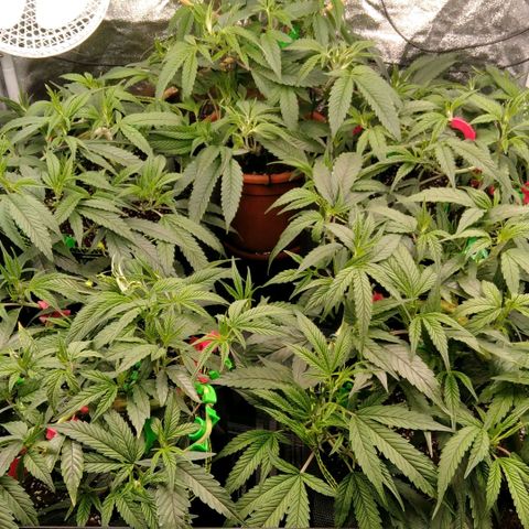 AK-47 growlog timeline photo