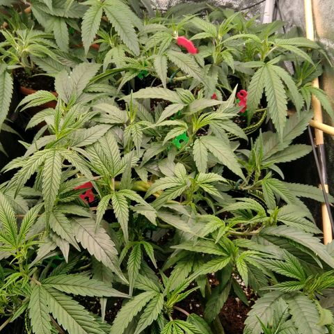 AK-47 growlog timeline photo