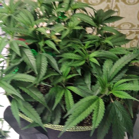 AK-47 growlog photo: Lollipopping