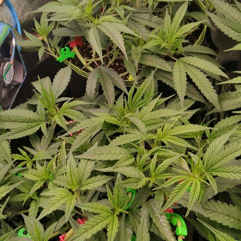 AK-47 growlog photo: Lollipopping