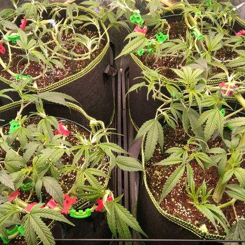 AK-47 growlog photo: Lollipopping