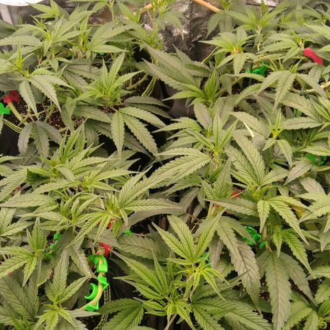 AK-47 growlog photo: Lollipopping