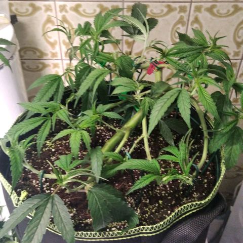 AK-47 growlog photo: Lollipopping