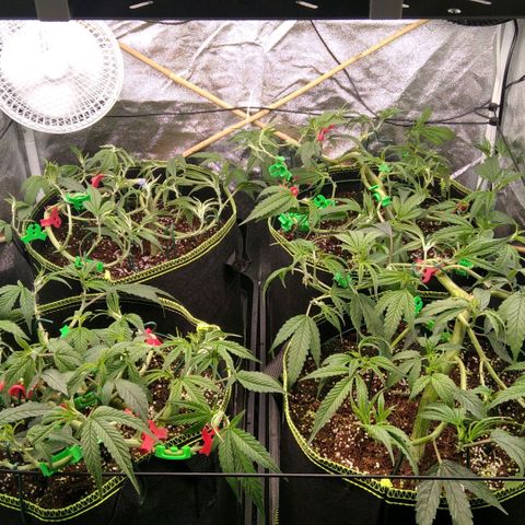 AK-47 growlog photo: Lollipopping
