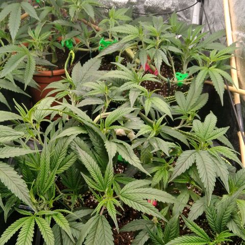 AK-47 growlog timeline photo