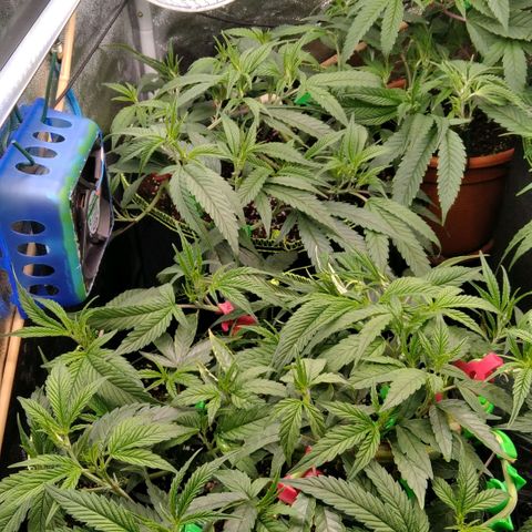 AK-47 growlog timeline photo