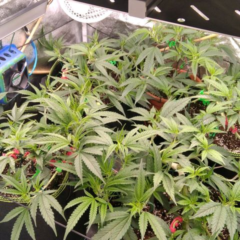 AK-47 growlog timeline photo