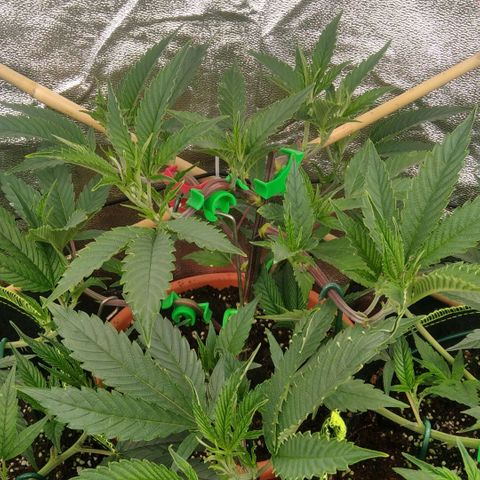 AK-47 growlog timeline photo