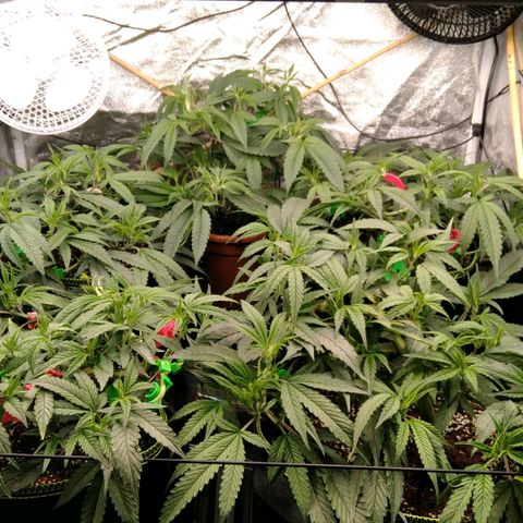 AK-47 growlog timeline photo