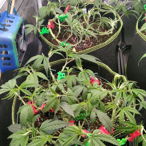 AK-47 growlog photo: Lollipopping