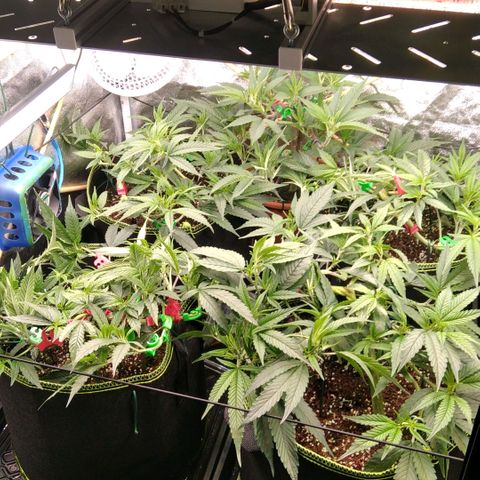 AK-47 growlog timeline photo