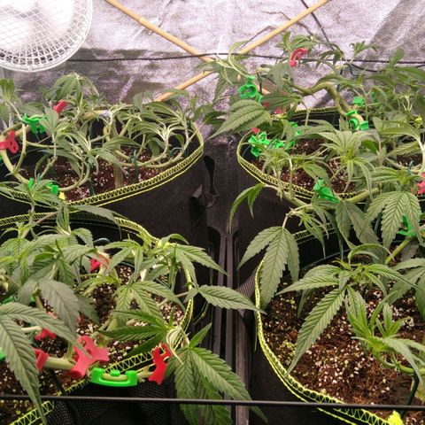 AK-47 growlog photo: Lollipopping