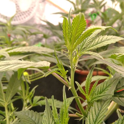 AK-47 growlog timeline photo