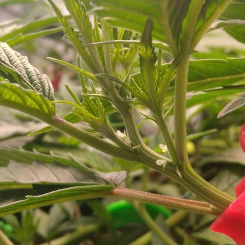 AK-47 growlog timeline photo