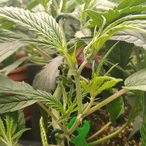 AK-47 growlog timeline photo