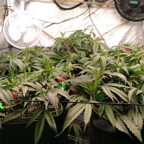 AK-47 growlog timeline photo