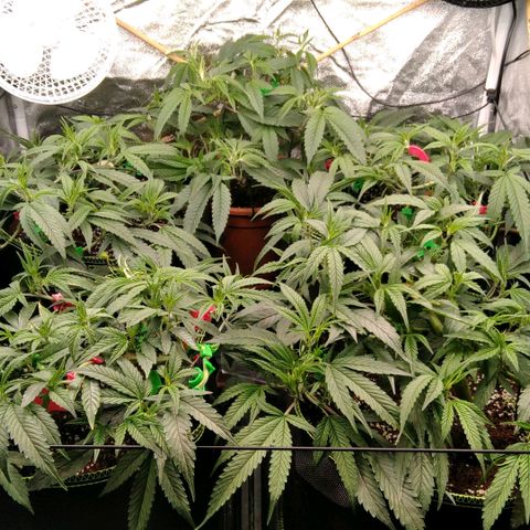 AK-47 growlog timeline photo