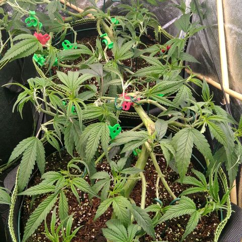 AK-47 growlog photo: Lollipopping