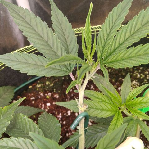 AK-47 growlog timeline photo