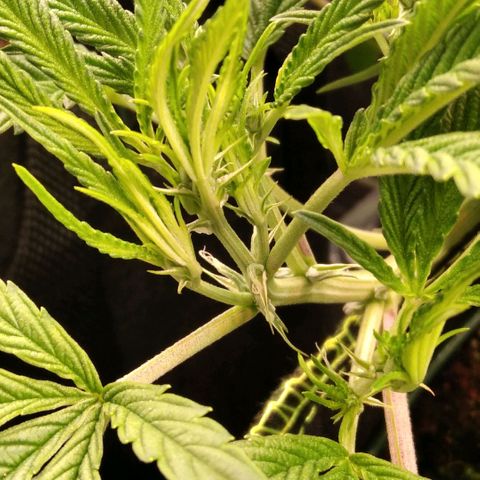 AK-47 growlog timeline photo