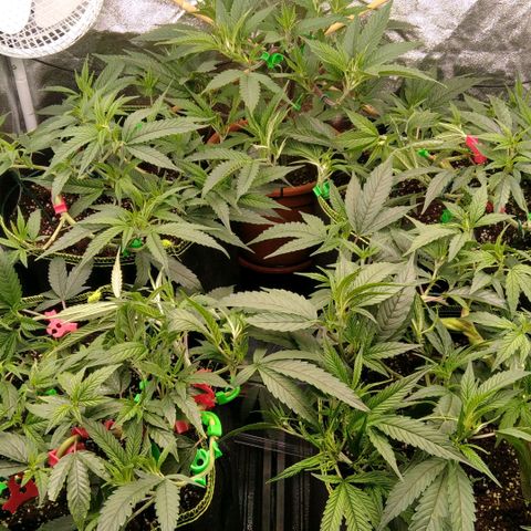 AK-47 growlog timeline photo
