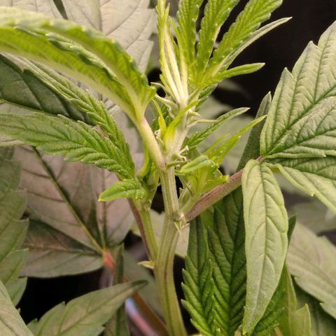 AK-47 growlog timeline photo