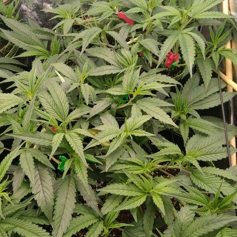 AK-47 growlog photo: Lollipopping