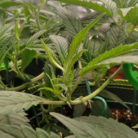 AK-47 growlog timeline photo