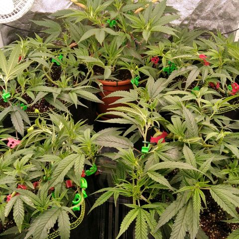AK-47 growlog timeline photo