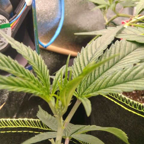 AK-47 growlog timeline photo