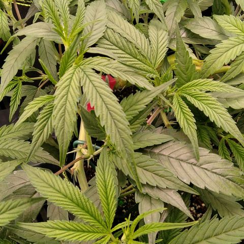 AK-47 growlog timeline photo
