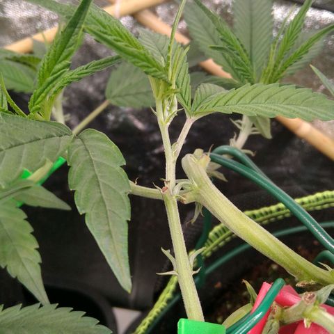 AK-47 growlog timeline photo