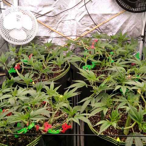 AK-47 growlog timeline photo
