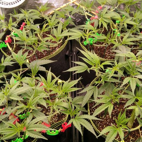 AK-47 growlog timeline photo