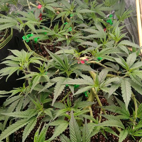 AK-47 growlog timeline photo