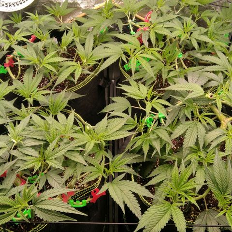 AK-47 growlog timeline photo