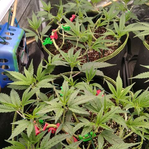 AK-47 growlog timeline photo