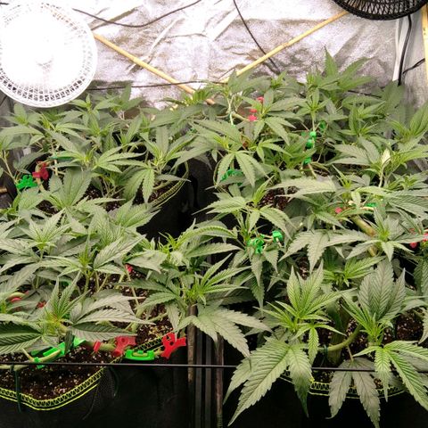 AK-47 growlog timeline photo