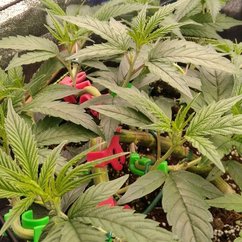 AK-47 growlog timeline photo