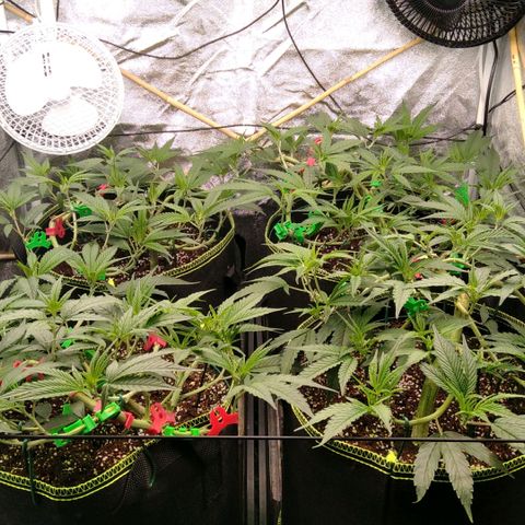 AK-47 growlog timeline photo